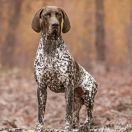 Lucyfer Vom HOLLENTAL 