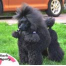 NEW GLORY Black Dignity