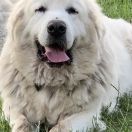 Waszmość Bohun Di’Leila’s Sheltie FCI 