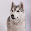 La Dam Latea PRINCESS VAIANA 