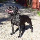 Human Dogs ELLA FITZGERALD