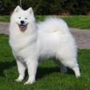 LIGHT PRINCESS Give me a Paw FCI