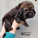 JOHNNIE WALKER Arhat 