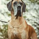 LORENZO de l'Outsaina 