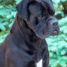 Bugatti Sensitive Big Invincible Star