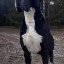 CASSINO ROYAL DANAOS 