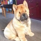 Magic East Happy Plush Bear Baloo 