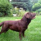 SARA Pęgowskie Brzózki (FCI)