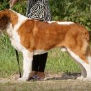 DIAMOND KING ALSANI GIANTS 