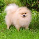 Tom Cruze Jan-Chi-Da