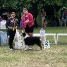 Silver Dream Aussie's PANAMA JACK