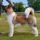 SIBERIAN HUNTER DAISY-BEAUTY