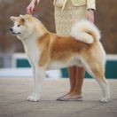 Shunzan Go Fuen No Oka