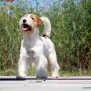 JCHPL,CHPL DESIGN DA VINCI By Pemiko