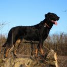 LLYS DON Astra Canina