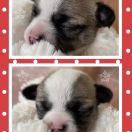 Viva La Juicy Tesori di Diamanti 