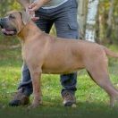 ZUMA Del-Orte M.L FCI 