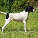 NESTEA z Czarnego Dworu