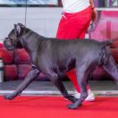 Golden Moloss DOROTEA Felice 