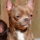 ZUELDA-ZOYA z Wyspy Marzeń (FCI)