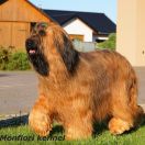 FLORENCE WELCH Dilorini