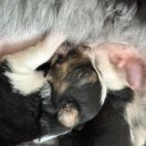 F' WHITE KNIGHT Borderowe Roztocze