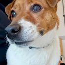 Wiki Gang Alicji FCI 