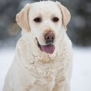 IRISLAV BLONDE IN LAW