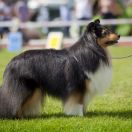 PIPPI LANGSTRUMPF Lohrien