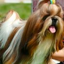 Biskvit Milye Mordashki