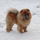 URUK-HAI of the Blue Mystery