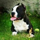 Lola Narcotic of Nimilioxus 