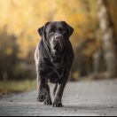 DIAMOND LEONARD Multi Planet Lab