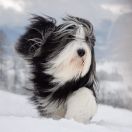 Charlotte Sometimes Del Cuore Impavido 