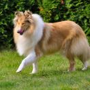 OLD GOLDEN GATES VANESSA FOR STARCOLLIE 