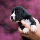 TIM BURTON Athel Loren 