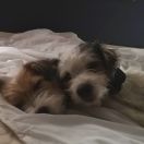 KLEO vom Schwarzwald Poland (FCI)