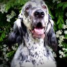 Belton Pearls AWAKE BEAUTY aka „Klara”