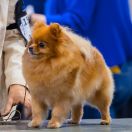 FUNNY GIRL Alfa Hara