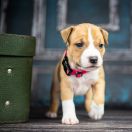 JUNIPER BERRY American Heart vel. Aldonka