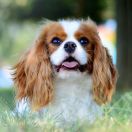 RADOSNA ZUZIA Domi Pearl 