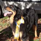 Rosa-Tara Pałacowe Piękności