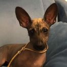 Cherrry Coco La Coponella