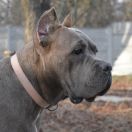 Golden Moloss Debora Vincitore 