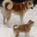 Asagiri Go AmeFamily