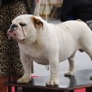 MYBULLSNROSES WHITE VELVET