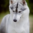 FIRE IN PAWS OF SIBERIAN LADY