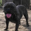 Aurelia Amazing Gift For Atletico Ameba (FCI)