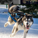 LAFAYETTE LUI OD LEDOVE KRALOVNY