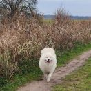 CELTIC North Diamond